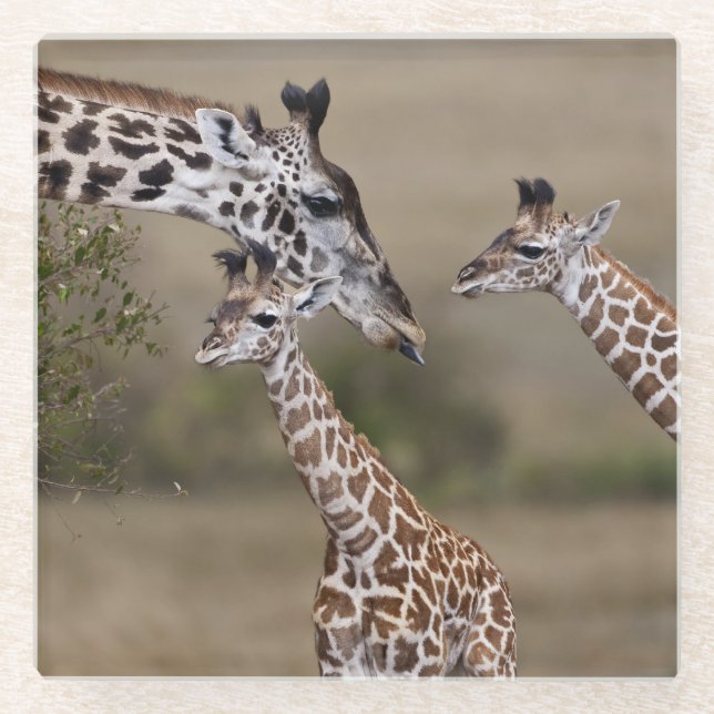 Posavasos De Vidrio Maasai Giraffe (Giraffe Tippeleluchi) (Anverso)