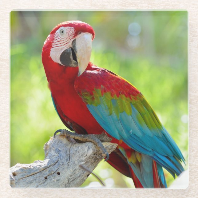 Posavasos De Vidrio Macaw que se sienta en rama (Anverso)