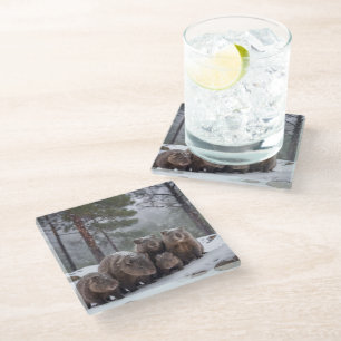 Posavasos De Vidrio Madriguera congelada: familia de wombats australia
