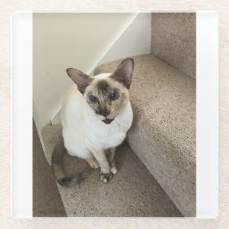 Posavasos De Vidrio Magia de gatos