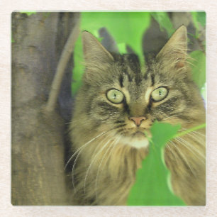 Posavasos De Vidrio Maine Coon Cat en el árbol
