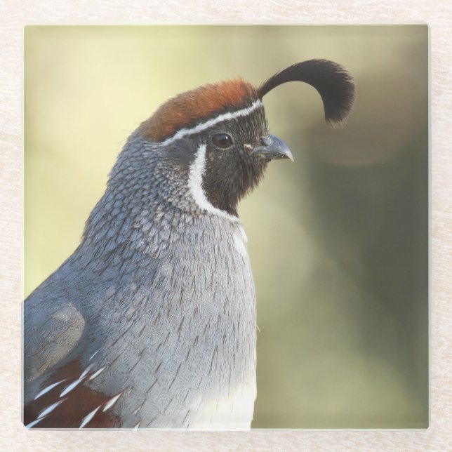 Posavasos De Vidrio Male Quail (Anverso)