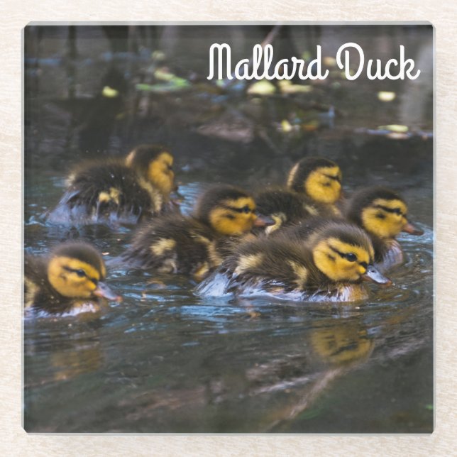 Posavasos De Vidrio Mallard Ducklings (Anverso)