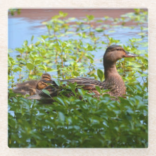 Posavasos De Vidrio Mallard y Ducklings-Natación por Shirley Taylor