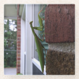 Posavasos De Vidrio Mantis religiosa en pared de ladrillo