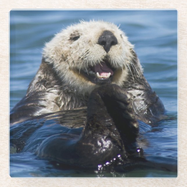 Posavasos De Vidrio Mares de California (Otter Enhydra lutris) (Anverso)