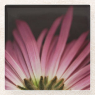 Posavasos De Vidrio Margarita púrpura marchitada