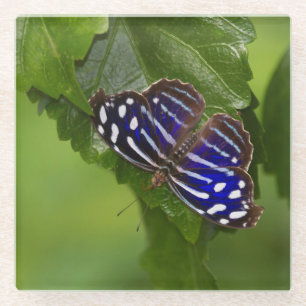 Posavasos De Vidrio Mariposa de ala azul de México