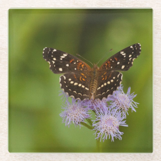 Posavasos De Vidrio Mariposa de la media luna texana (Anverso)