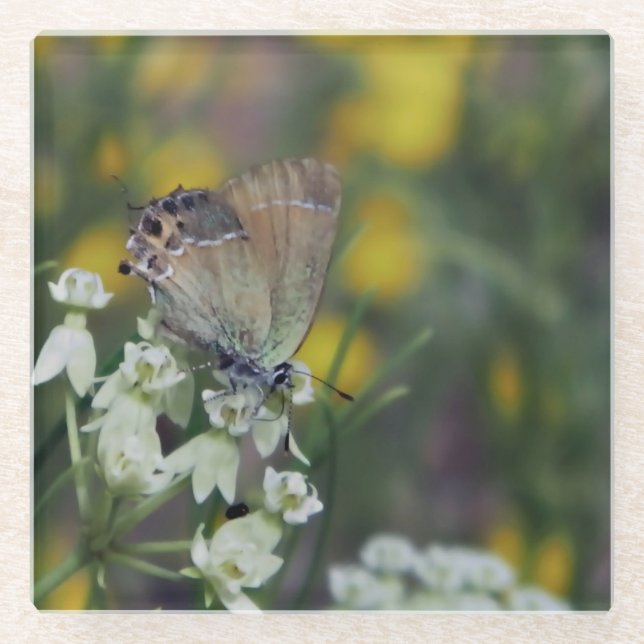 Posavasos De Vidrio Mariposa esquiadora en una flor (Anverso)