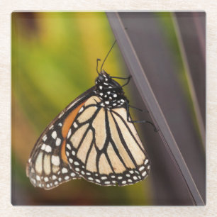 Posavasos De Vidrio Mariposa monarca en Agave