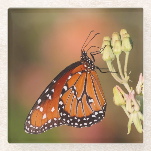 Posavasos De Vidrio Mariposa reina en una rama (Anverso)