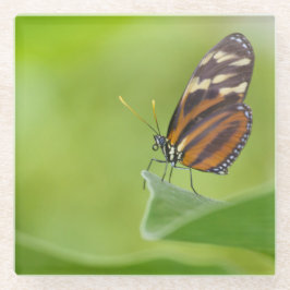 Posavasos De Vidrio Mariposa tigre de largo
