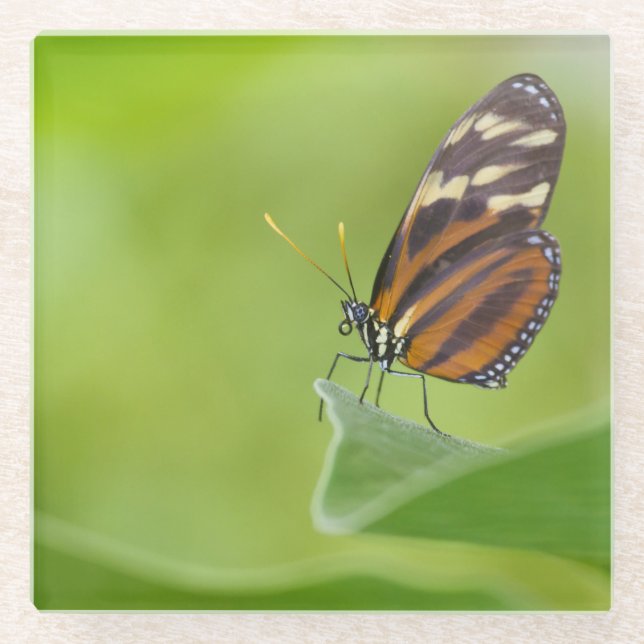 Posavasos De Vidrio Mariposa tigre de largo (Anverso)