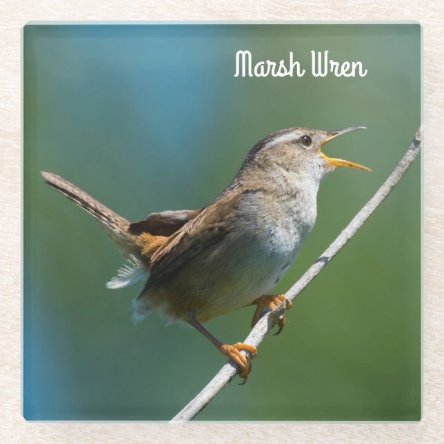 Posavasos De Vidrio Marsh Wren (Anverso)
