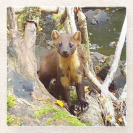 Posavasos De Vidrio Marten de pino lindo en árbol caído