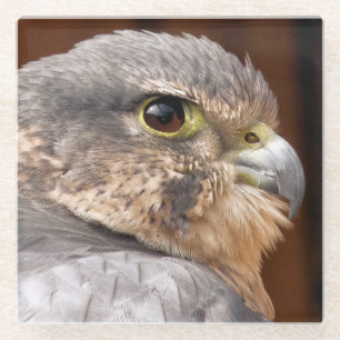 POSAVASOS DE VIDRIO MERLIN FALCON BIRD DE PRESA