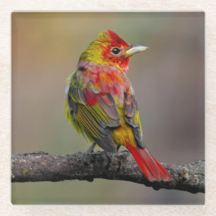 Posavasos De Vidrio Moldura de Tanager de escarlata - Fotografía origi