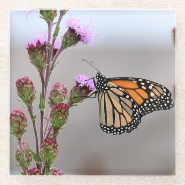 Posavasos De Vidrio Monarca (Anverso)