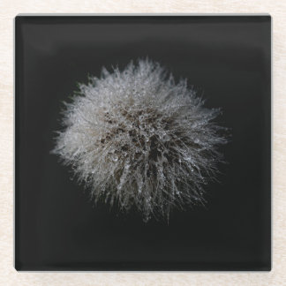 Posavasos De Vidrio Monasterio de cristal de Dandelion blanco