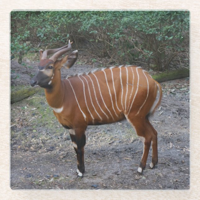 Posavasos De Vidrio Monastre de vidrio Bongo (Antelope) (Anverso)
