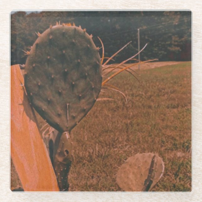 Posavasos De Vidrio Monastre de vidrio de campo de Cactus (Anverso)