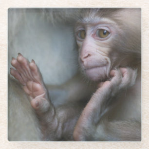 Posavasos De Vidrio Mono del bebé