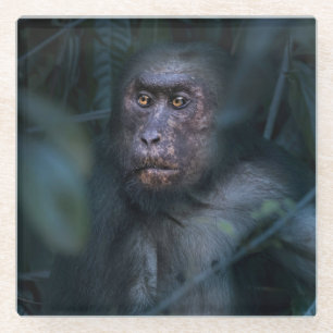 Posavasos De Vidrio Mono en la selva
