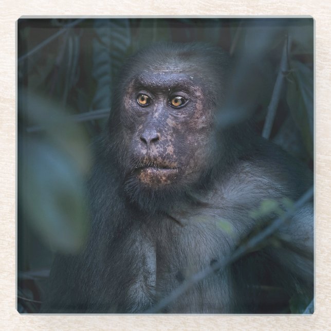 Posavasos De Vidrio Mono en la selva (Anverso)