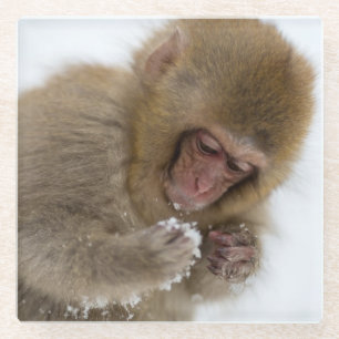 Posavasos De Vidrio Mono japonés de la nieve del Macaque el   del beb