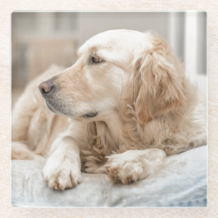Posavasos De Vidrio Monstruo con retrato de Golden Retriever