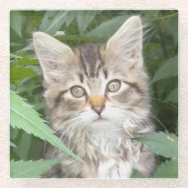 Posavasos De Vidrio Monstruo de arenisca de Tabby Kitten (Anverso)