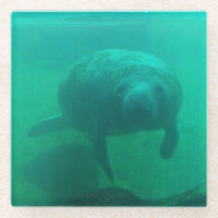 Monstruo de vidrio de Plaza de Fotografía Manatee