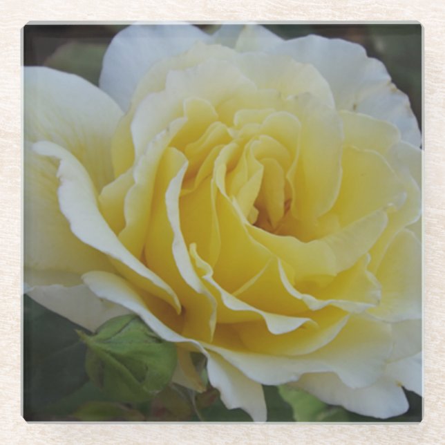 Posavasos De Vidrio Monstruo de vidrio de rosa blanco (Anverso)