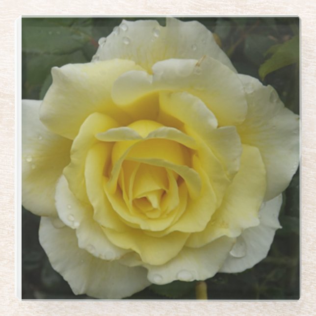 Posavasos De Vidrio Monstruo de vidrio de rosa blanco (Anverso)