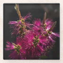 Posavasos De Vidrio Monstruo de vidrio del cepillo de botella, escayol