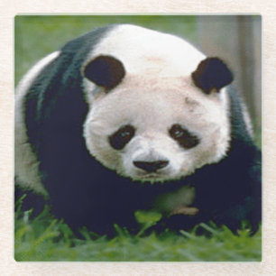 Posavasos De Vidrio Monstruo de vidrio/Oso de panda