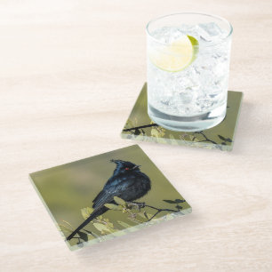 Posavasos De Vidrio Monstruo de vidrio Phainopepla