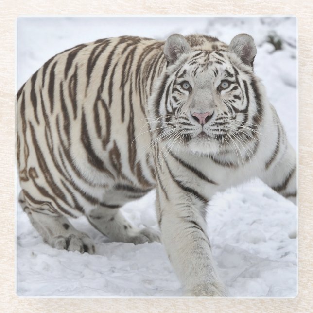 Posavasos De Vidrio Monstruo de vidrio/Tigre blanco (Anverso)