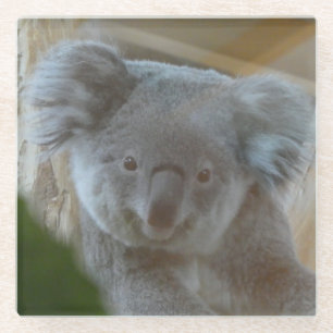 Posavasos De Vidrio Monstruo retrato de Koala