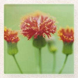 Posavasos De Vidrio Montaña - Colección Floral