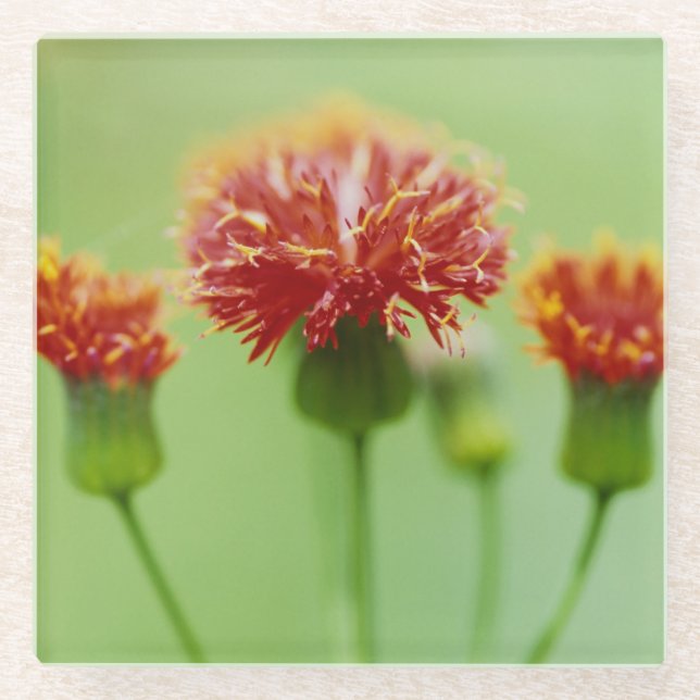 Posavasos De Vidrio Montaña - Colección Floral (Anverso)