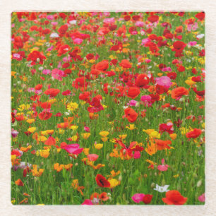 Posavasos De Vidrio Montura de vidrio de campo de amapolas