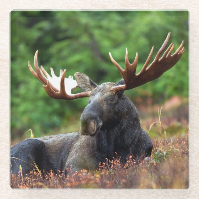 Posavasos De Vidrio Moose (Anverso)