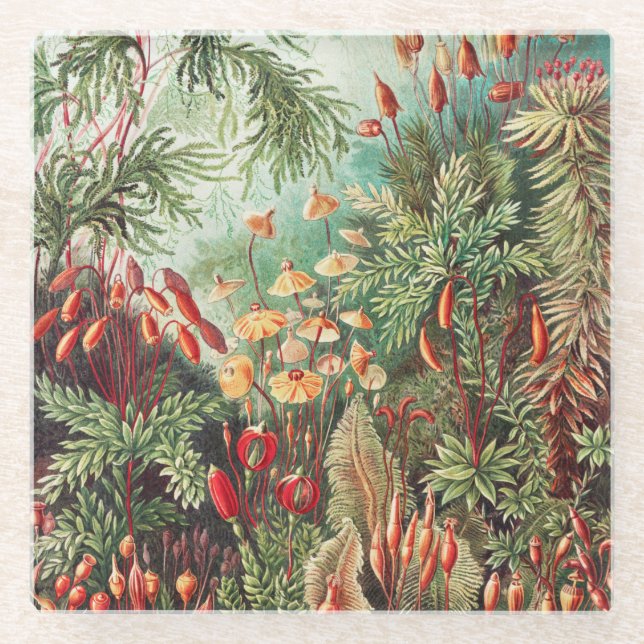 Posavasos De Vidrio Mosses, muscinae Laubmoose por Ernst Haeckel (Anverso)