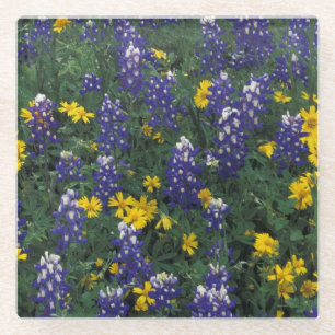 Posavasos De Vidrio N.A, EE. UU., Texas, Marble Falls, Blue Bonnets