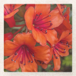 Posavasos De Vidrio Naranja brillante Rhododendron florece