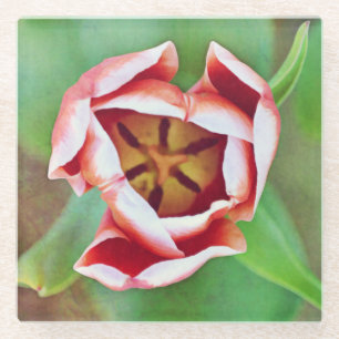 Posavasos De Vidrio Naranja Tulip Flower Art Glass