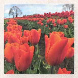 Posavasos De Vidrio Naranja Tulips en un campo, Oregón
