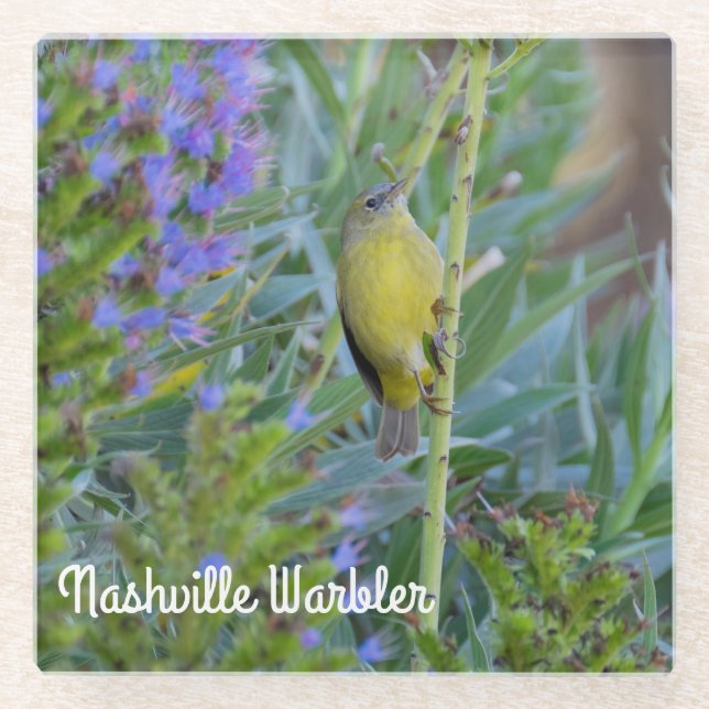 Posavasos De Vidrio Nashville Warbler (Anverso)